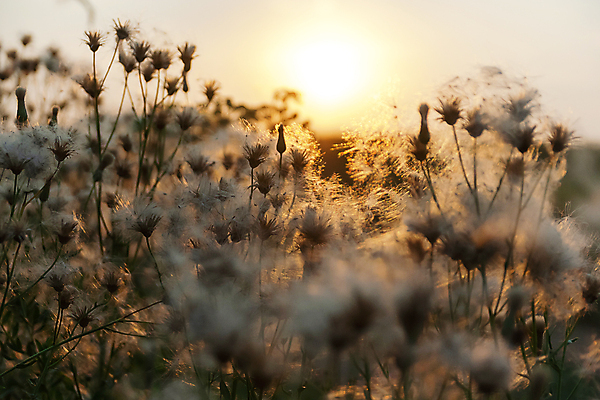 포토 JPG 해외이미지 식물 계절 꽃 컨셉 꽃무늬 패턴 밭 자연 추상 건조 씨앗 사람없음 야외 여름 빛 햇빛 태양 갈색 노란색 정원 일몰 새벽 가을 흰색 소프트포커스 민들레 허브 보케 솜털 엉겅퀴 내추럴 미니멀 해외포토 자연요소 컬러 무늬 농업 촬영기법 노을 생태계 파일형식 이미지허브