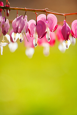 포토 JPG 해외이미지 모양 식물 계절 꽃 줄기 분홍색 백그라운드 꽃무늬 자연 벽지 매달리기 사람없음 장식 빨간색 초록색 여름 뷰티 정원 봄 벚꽃 흰색 나뭇가지 하트 마음 개화 심볼 묘사 보케 부드러움 내추럴 영원 해외포토 나무 컬러 무늬 모션 감각 생태계 파일형식 이미지허브