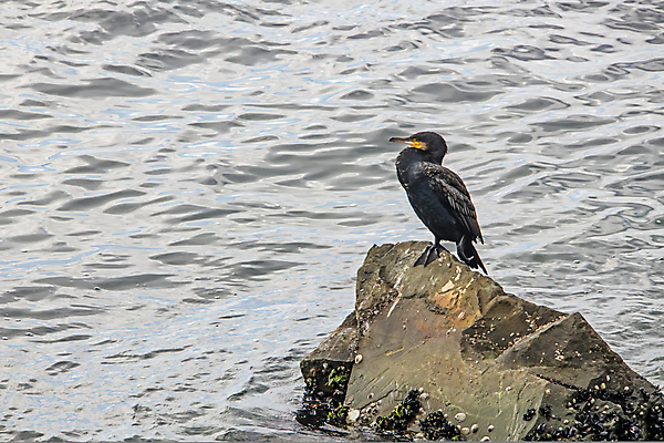 포토 JPG 해외이미지 바다 조류 사람없음 물 돌_바위 해외포토 자연요소 동물 파일형식 이미지허브