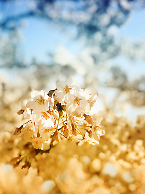 포토 JPG 해외이미지 나무 식물 계절 꽃잎 꽃 분홍색 백그라운드 꽃무늬 과일 자연 추상 친절 새로움 동양인 사람없음 정원 일본 봄 벚꽃 흰색 나뭇가지 신선 개화 체리 닫기 4월 묘사 원예 부드러움 내추럴 워싱턴 해외포토 아시아 컬러 컨셉 무늬 모션 인종 취미 미국 감각 날짜 생태계 파일형식 이미지허브