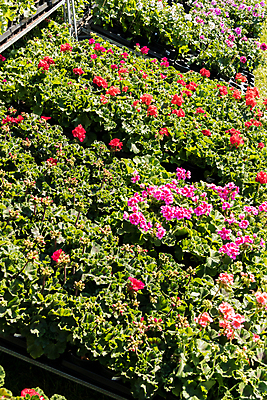 포토 JPG 해외이미지 식물 꽃잎 꽃 백그라운드 잎 꽃무늬 자연 주택 사람없음 야외 장식 빨간색 초록색 여름 컬러풀 정원 봄 성장 벚꽃 침대 개화 원예 온실 제라늄 해외포토 계절 컬러 가구 무늬 취미 건물 생태계 파일형식 이미지허브