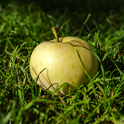 포토 JPG 해외이미지 나무 계절 음식 백그라운드 잎 농업 과일 자연 건강 사람없음 야외 초록색 빛 컬러풀 햇빛 태양 농장 소풍 노란색 정원 맑음 주스 수확 흰색 신선 달콤 사과 유기농 시들음 내추럴 거짓말 바이오 숙성 해외포토 자연요소 식물 웰빙 산업 음료 컬러 날씨 야외활동 맛 생태계 파일형식 이미지허브