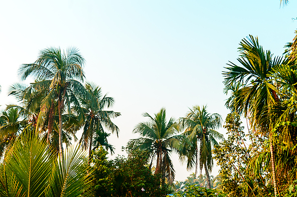 포토 JPG 해외이미지 바다 로우앵글 섬 여행 백그라운드 단풍 하늘 바람 휴가 휴식 사람없음 초록색 관광지 야자수 햇빛 태양 환경 맑음 황혼 일몰 열대과일 환경보전 천국 카리브해 고립 열대기후 이국적 파라다이스 해외포토 자연요소 나무 뷰포인트 컬러 컨셉 잎 과일 날씨 노을 사회이슈 파일형식 이미지허브