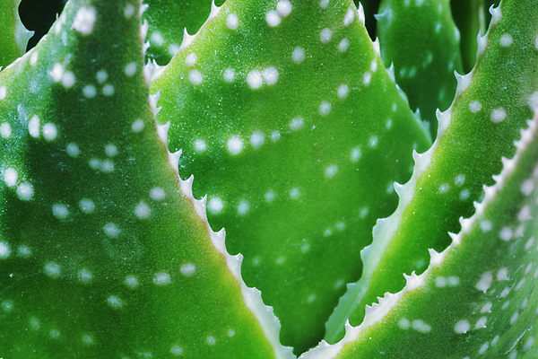 포토 JPG 해외이미지 모양 식물 백그라운드 잎 자연 표면 추상 사람없음 초록색 뷰티 활발 성장 흰색 신선 황무지 우아함 묘사 질감 날카로움 고립 알로에 영원 해외포토 컬러 컨셉 무늬 생태계 파일형식 이미지허브