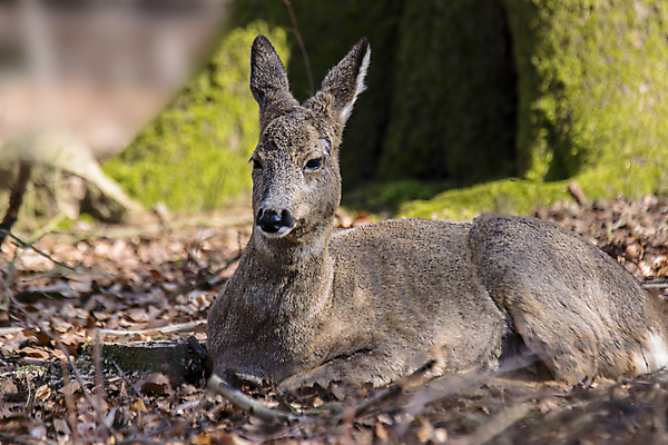 포토 JPG 해외이미지 동물 여자 남자 유럽 야생동물 백그라운드 밭 포유류 자연 털 뿔 서기 잔디 사람없음 야외 목재 달러 봄 관찰 황무지 숲 트로피 사냥 사냥꾼 공터 내추럴 서쪽 아기사슴 암사슴 해외포토 나무 식물 직업 계절 나라 새끼 돈 농업 재료 모션 사슴 사람 암컷 방향 상_우승 생태계 파일형식 이미지허브