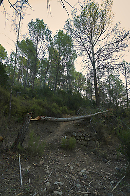 포토 JPG 해외이미지 나무 구름 공원 유럽 호수 여행 자연 하늘 아침 휴가 산 항해 파노라마 풍경 사람없음 야외 초록색 물 여름 뷰티 반사 침묵 하이킹 안개 가을 숲 휴양지 빙하 함선 장면 흐림 뿌연 전국 해외포토 주간 자연요소 식물 계절 공공시설 나라 컬러 배_교통 레저 날씨 촬영기법 소리 장소 생태계 파일형식 이미지허브