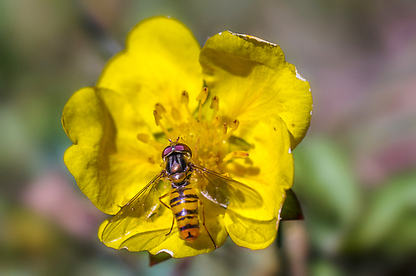 포토 JPG 해외이미지 식물 동물 계절 꽃잎 꽃 야생동물 나비 곤충 결혼 잎 꽃무늬 밭 날개 자연 사람없음 여름 태양 정원 봄 들꽃 수확 벚꽃 시골 개화 벌레 묘사 원예 데이지 꽃가루 부드러움 내추럴 강렬 변태 해외포토 자연요소 무늬 농업 이벤트 취미 감각 가루 생태계 파일형식 이미지허브