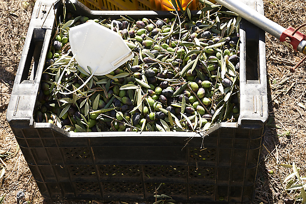 포토 JPG 해외이미지 나무 식물 계절 유럽 음식 여행 농업 자연 건강 풍경 사람없음 야외 가로 초록색 컬러풀 뷰티 농장 정원 수확 안개 성장 나뭇가지 시골 신선 스페인 숲 지중해 고민 에코 생태계 생물학 날것 내추럴 바이오 뿌연 숙성 해외포토 교육 감정 나라 산업 바다 컬러 날씨 환경 파일형식 이미지허브