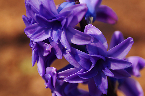 포토 JPG 해외이미지 식물 계절 공원 꽃잎 꽃 꽃다발 잎 꽃무늬 밭 사람없음 초록색 여름 파란색 햇빛 태양 환경 정원 보라색 봄 활발 성장 벚꽃 신선 개화 다발 묘사 유기농 원예 냄새 화단 라일락 내추럴 생태학 히아신스 해외포토 자연요소 웰빙 공공시설 교육 컬러 컨셉 무늬 농업 취미 파일형식 이미지허브