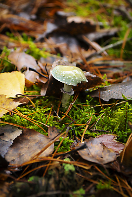 포토 JPG 해외이미지 식물 계절 음식 백그라운드 잎 오렌지 자연 오리 이끼 요리 사람 사람없음 야외 목재 가로 초록색 파란색 컬러풀 갈색 버섯 흰색 신선 숲 위험 유기농 내추럴 곰팡이 독버섯 식용 캡모자 터키석 해외포토 나무 모자_잡화 웰빙 컬러 컨셉 과일 재료 조류 보석 생태계 파일형식 이미지허브