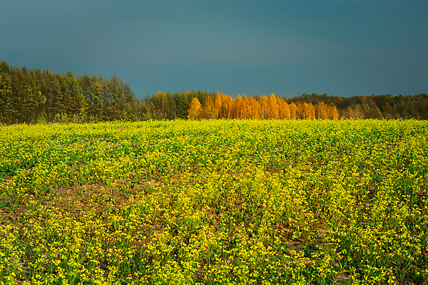 포토 JPG 해외이미지 나무 식물 꽃 밭 농업 오렌지 자연 하늘 사람없음 야외 초록색 파란색 농장 농경지 노란색 황혼 시골 개화 저녁 숲 땅 유채 10월 밭일 카놀라 수평선 해외포토 산업 컬러 과일 일몰 날짜 야간 생태계 파일형식 이미지허브
