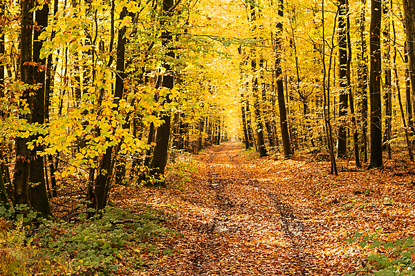 포토 JPG 해외이미지 나무 계절 공원 길 백그라운드 단풍 잎 오렌지 자연 풍경 사람없음 야외 목재 빨간색 빛 컬러풀 햇빛 태양 노란색 환경 맑음 활발 가을 나뭇가지 황금 숲 11월 장면 10월 내추럴 해외포토 자연요소 식물 공공시설 컬러 컨셉 과일 재료 날씨 날짜 생태계 파일형식 이미지허브
