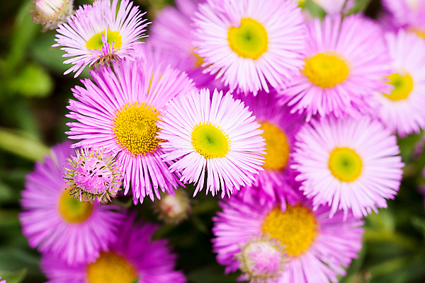 포토 JPG 해외이미지 식물 계절 꽃잎 꽃 분홍색 백그라운드 자연 사람없음 초록색 뷰티 노란색 정원 봄 개화 닫기 전기에너지 데이지 꽃가루 꽃수술 필라멘트 해외포토 컬러 모션 에너지 가루 생태계 파일형식 이미지허브