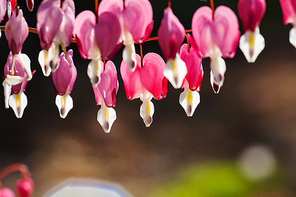 포토 JPG 해외이미지 모양 식물 계절 꽃 줄기 분홍색 백그라운드 꽃무늬 자연 벽지 매달리기 사람없음 장식 빨간색 초록색 여름 뷰티 정원 봄 벚꽃 흰색 나뭇가지 하트 마음 개화 심볼 묘사 보케 부드러움 내추럴 영원 해외포토 나무 컬러 무늬 모션 감각 생태계 파일형식 이미지허브
