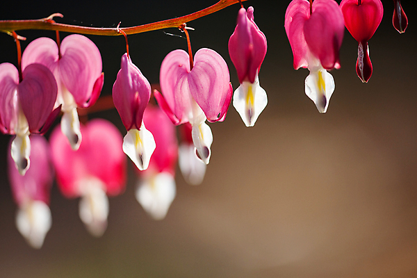 포토 JPG 해외이미지 모양 식물 계절 꽃 줄기 분홍색 백그라운드 꽃무늬 자연 벽지 매달리기 사람없음 장식 빨간색 초록색 여름 뷰티 정원 봄 벚꽃 흰색 나뭇가지 하트 마음 개화 심볼 묘사 보케 부드러움 내추럴 영원 해외포토 나무 컬러 무늬 모션 감각 생태계 파일형식 이미지허브