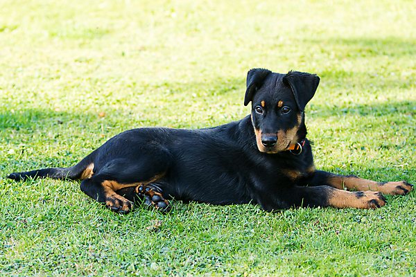 포토 JPG 해외이미지 동물 행복 백그라운드 포유류 자연 경비 사람없음 야외 반려동물 갈색 검은색 양치기 우아함 개 강아지 송곳니 프랑스어 기르기 유래 해외포토 직업 문자 감정 컬러 컨셉 안전 치아 보호 생태계 돌봄 파일형식 이미지허브