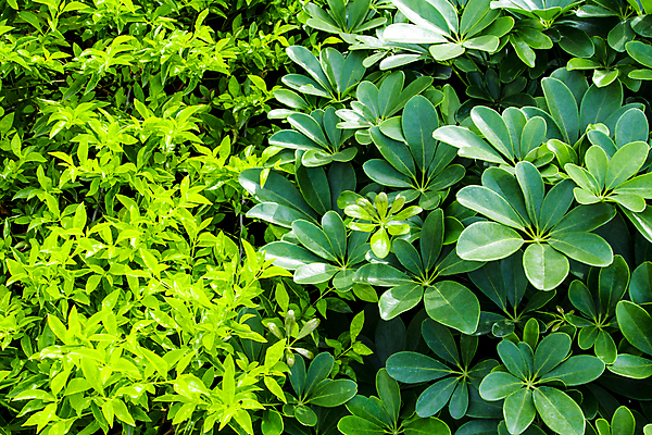 포토 JPG 해외이미지 식물 백그라운드 잎 꽃무늬 패턴 자연 추상 사람없음 야외 초록색 여름 환경 정원 봄 신선 질감 생태학 해외포토 계절 교육 꽃 컬러 무늬 생태계 파일형식 이미지허브