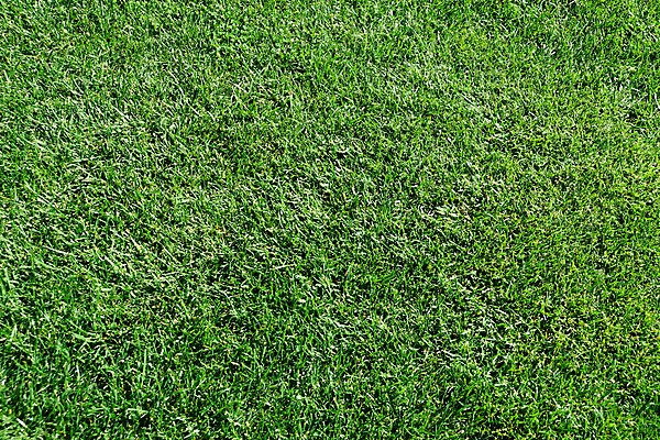 포토 JPG 해외이미지 식물 공원 스포츠 백그라운드 패턴 밭 골프 자연 벽지 놀이 추상 풍경 잔디 사람없음 야외 장식 초록색 여름 우주 환경 정원 축구 봄 성장 게임 신선 땅 질감 내추럴 땅바닥 생태학 해외포토 계절 공공시설 교육 컬러 무늬 농업 바닥 구기 생태계 파일형식 이미지허브