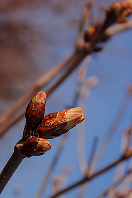 포토 JPG 해외이미지 나무 식물 계절 백그라운드 잎 자연 사람없음 초록색 햇빛 노란색 새싹 정원 봄 신선 숲 4월 내추럴 해외포토 컬러 태양 날짜 생태계 파일형식 이미지허브