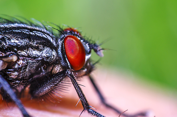 포토 JPG 해외이미지 식물 동물 꽃 야생동물 곤충 백그라운드 절지류 신체 자연 휴식 사람없음 빨간색 초록색 여름 빛 뷰티 갈색 노란색 환경 정원 검은색 봄 줄무늬 젖음 흰색 구출 닫기 벌레 숲 벌 딱정벌레 묘사 무당벌레 병정 내추럴 고립 동물상 해외포토 계절 컬러 컨셉 무늬 모션 조형물 도움 생태계 파일형식 이미지허브