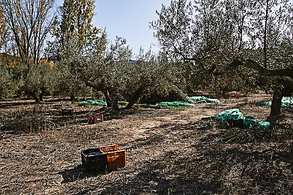 포토 JPG 해외이미지 나무 식물 계절 유럽 음식 여행 농업 자연 건강 풍경 사람없음 야외 가로 초록색 컬러풀 뷰티 농장 정원 수확 안개 성장 나뭇가지 시골 신선 스페인 숲 지중해 고민 에코 생태계 생물학 날것 내추럴 바이오 뿌연 숙성 해외포토 교육 감정 나라 산업 바다 컬러 날씨 환경 파일형식 이미지허브