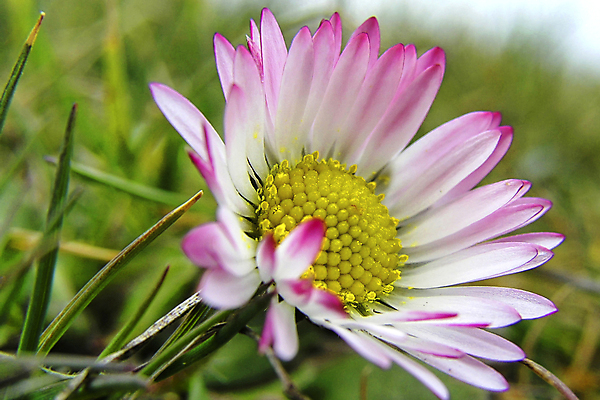 포토 JPG 해외이미지 식물 공원 꽃잎 꽃 유럽 야생동물 여행 자연 국립공원 사람없음 야외 뷰티 환경 다양 벚꽃 스페인 보호 생태계 생물학 데이지 서식지 무료 보호구역 생태학 해외포토 동물 공공시설 교육 나라 다수 컨셉 구역 파일형식 이미지허브