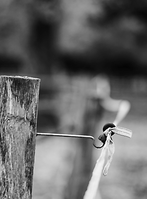 포토 JPG 해외이미지 동물 문화 포즈 백그라운드 농업 자연 안전 사람 사람없음 야외 울타리 금속 검은색 가축 장비 흰색 보호 연결 충격 전압 디테일 해외포토 산업 컬러 컨셉 재질 담장 생태계 파일형식 이미지허브