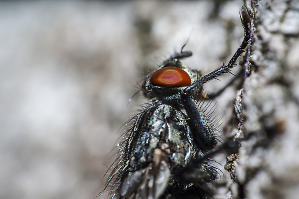 포토 JPG 해외이미지 식물 동물 꽃 야생동물 곤충 백그라운드 절지류 신체 자연 휴식 사람없음 빨간색 초록색 반짝임 뷰티 갈색 환경 정원 검은색 봄 줄무늬 흰색 구출 닫기 벌레 숲 딱정벌레 묘사 무당벌레 내추럴 고립 동물상 해외포토 계절 컬러 컨셉 무늬 모션 조형물 도움 생태계 파일형식 이미지허브