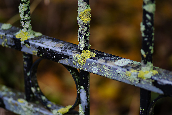 포토 JPG 해외이미지 백그라운드 추상 이끼 사람없음 장식 울타리 문 금속 버섯 수확 골동품 시골 보호 철 버리기 묘사 부식 질감 복고 잠금 보안 대문 그런지 옛날 철강 해외포토 컨셉 무늬 농업 모션 재질 안전 담장 파일형식 이미지허브