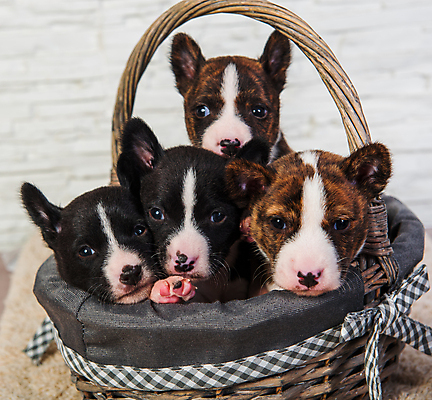 포토 JPG 해외이미지 동물 행복 어린이 백그라운드 가족 휴가 부활절 새해 발렌타인데이 선물 사랑 이벤트 사람없음 친구 반려동물 바구니 검은색 축제 놀이방 흰색 축하 아기 인사 신용카드 4 개 강아지 작음 쌍둥이 초대 기르기 돌봄 해외포토 기념일 감정 컬러 컨셉 포유류 관계 모션 데이이벤트 사람 금융 숫자 예절 크기 파일형식 이미지허브