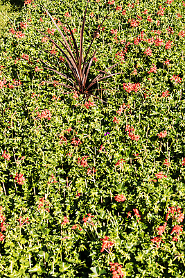 포토 JPG 해외이미지 식물 꽃잎 꽃 백그라운드 잎 꽃무늬 자연 주택 사람없음 야외 장식 빨간색 초록색 여름 컬러풀 정원 봄 성장 벚꽃 침대 개화 원예 온실 제라늄 해외포토 계절 컬러 가구 무늬 취미 건물 생태계 파일형식 이미지허브