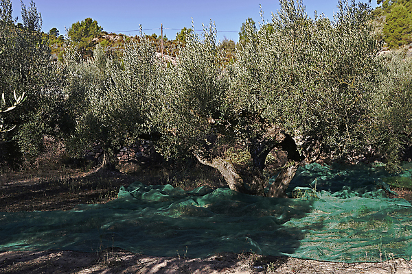 포토 JPG 해외이미지 나무 식물 계절 유럽 음식 여행 농업 자연 건강 풍경 사람없음 야외 가로 초록색 컬러풀 뷰티 농장 정원 수확 안개 성장 나뭇가지 시골 신선 스페인 숲 지중해 고민 에코 생태계 생물학 날것 내추럴 바이오 뿌연 숙성 해외포토 교육 감정 나라 산업 바다 컬러 날씨 환경 파일형식 이미지허브