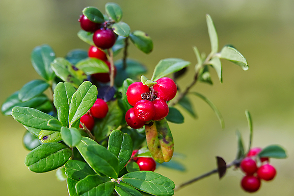 포토 JPG 해외이미지 식물 계절 열매 음식 백그라운드 잎 다이어트 과일 자연 건강 사람없음 야외 빨간색 초록색 여름 수확 가을 신선 맛 숲 유기농 상록수 내추럴 숙성 식용 크랜베리 해외포토 웰빙 컬러 컨셉 농업 생태계 파일형식 이미지허브