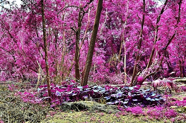 포토 JPG 해외이미지 분홍색 사람없음 야외 야자수 세이셸 야자수잎 해외포토 나무 컬러 잎 아프리카 파일형식 이미지허브