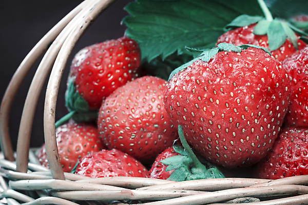 포토 JPG 해외이미지 계절 열매 음식 잎 농업 다이어트 과일 자연 딸기 디저트 건강 사람없음 야외 빨간색 초록색 여름 컬러풀 바구니 정원 신선 그룹 닫기 상품 유기농 날것 내추럴 채소밭 숙성 해외포토 식물 웰빙 산업 컬러 밭 모션 생태계 파일형식 이미지허브