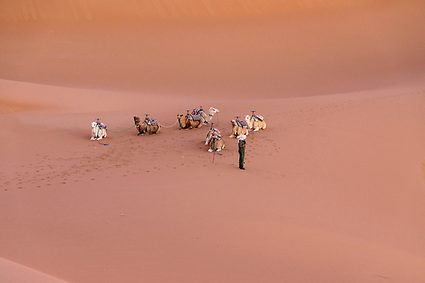 포토 JPG 해외이미지 동물 전통 야생동물 모래 여행 컨셉 포유류 교통시설 아프리카 자연 하늘 건조 이집트 사람없음 야외 파란색 갈색 머리 일몰 새벽 사막 뜨거움 황무지 모래언덕 사파리 낙타 아라비아 모로코 사하라 사우디아라비아 단봉낙타 두바이 해외포토 자연요소 나라 컬러 교통 중동 신체부위 노을 언덕 시설 생태계 아랍에미리트 파일형식 이미지허브
