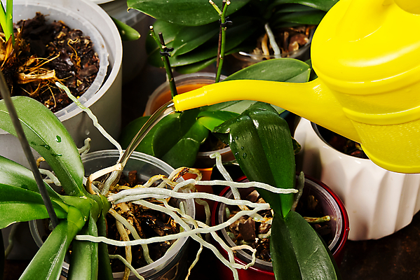 포토 JPG 해외이미지 식물 화분 물줄기 사람없음 물뿌리개 물주기 원예 식물키우기 해외포토 모션 취미 물 파일형식 이미지허브