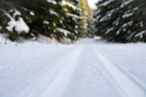 포토 JPG 해외이미지 나무 계절 유럽 스포츠 십자가 겨울 자국 자연 날씨 휴가 스키 산 사람없음 야외 달리기 추위 덮개 흰색 신선 소나무 숲 순수 휴양지 서리 북쪽 침엽수 전나무 방법 선로 해외포토 식물 나라 컬러 컨셉 모션 겨울스포츠 장소 뚜껑 방향 생태계 파일형식 이미지허브