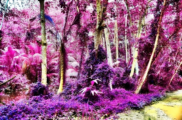 포토 JPG 해외이미지 분홍색 사람없음 야외 야자수 세이셸 야자수잎 해외포토 나무 컬러 잎 아프리카 파일형식 이미지허브