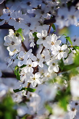 포토 JPG 해외이미지 주간 나무 사람없음 야외 빛 뷰티 맑음 봄 벚꽃 나뭇가지 해외포토 자연요소 식물 계절 꽃 날씨 파일형식 이미지허브
