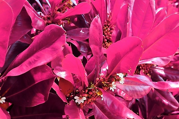 포토 JPG 해외이미지 분홍색 나뭇잎 사람없음 야외 세이셸 해외포토 컬러 잎 아프리카 파일형식 이미지허브