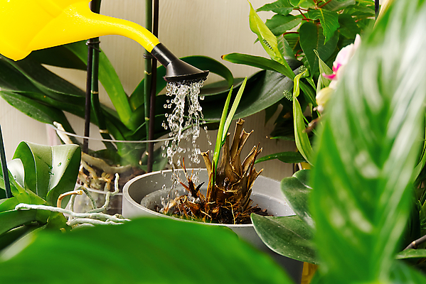 포토 JPG 해외이미지 식물 화분 사람없음 물뿌리개 물방울 물주기 원예 식물키우기 해외포토 모션 취미 파일형식 이미지허브