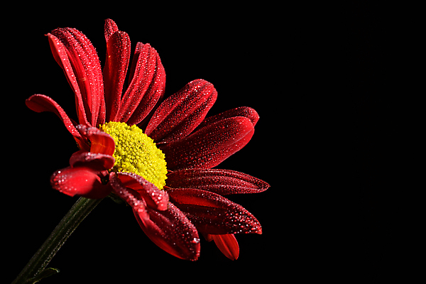 포토 JPG 해외이미지 식물 1 계절 꽃잎 꽃 오렌지 자연 검은배경 추상 사람없음 빨간색 빛 컬러풀 뷰티 노란색 사진촬영 활발 개화 닫기 그림 내추럴 고립 해외포토 컬러 백그라운드 컨셉 무늬 과일 모션 검은색 촬영 생태계 파일형식 이미지허브