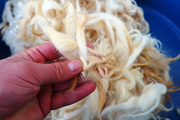 포토 JPG 해외이미지 동물 백그라운드 패턴 자연 표면 털 따뜻함 사람없음 유행 코트 흰색 직물 양 피부 묘사 질감 부드러움 양고기 내추럴 양모 해외포토 컬러 무늬 포유류 육류 신체부위 외투 감각 생태계 파일형식 이미지허브