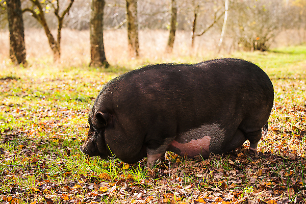 포토 JPG 해외이미지 동물 응시 얼굴 야생동물 밭 농업 포유류 자연 생물 털 육류 돼지고기 사람없음 야외 목재 반려동물 농장 환경 검은색 가축 돼지 바이러스 큼 코 주둥이 멧돼지 기르기 동물상 밭일 옛날 지능 특징 해외포토 나무 시선 산업 컬러 식재료 재료 신체부위 조형물 크기 생태계 돌봄 파일형식 이미지허브