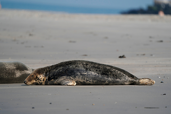 포토 JPG 해외이미지 동물 유럽 야생동물 새끼 모래 바다 섬 여행 포유류 자연 휴가 휴식 털 풍경 해변 사람없음 물 관광지 갈색 환경 회색 그룹 닫기 물개 대서양 내추럴 동물상 생태학 식민지 해외포토 자연요소 교육 나라 컬러 컨셉 모션 조형물 바다동물 생태계 파일형식 이미지허브