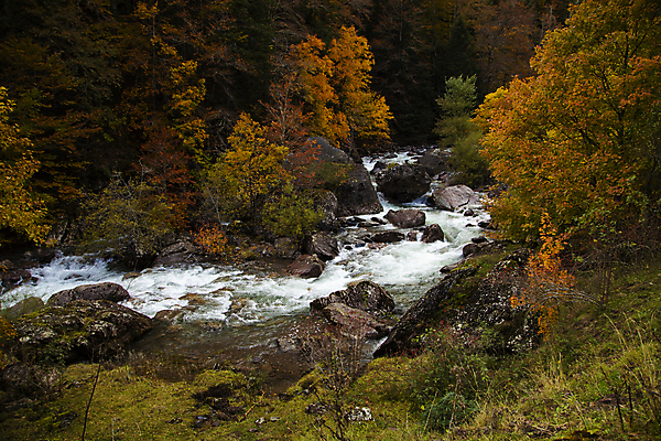 포토 JPG 해외이미지 나무 식물 계절 공원 여행 백그라운드 단풍 잎 겨울 오렌지 자연 산 사람없음 야외 목재 빨간색 강 뷰티 갈색 노란색 평화 계곡 침묵 추위 소나무 스페인 황금 숲 지역 전나무 아라곤 10월 내추럴 생태학 해외포토 공공시설 교육 유럽 컬러 컨셉 과일 재료 소리 날짜 생태계 파일형식 이미지허브