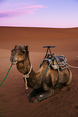 포토 JPG 해외이미지 동물 전통 야생동물 모래 여행 컨셉 포유류 교통시설 아프리카 자연 하늘 건조 이집트 사람없음 야외 파란색 갈색 머리 일몰 새벽 사막 뜨거움 황무지 모래언덕 사파리 낙타 아라비아 모로코 사하라 사우디아라비아 단봉낙타 두바이 해외포토 자연요소 나라 컬러 교통 중동 신체부위 노을 언덕 시설 생태계 아랍에미리트 파일형식 이미지허브