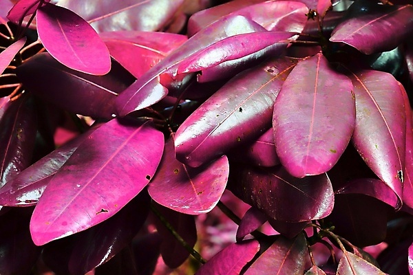 포토 JPG 해외이미지 분홍색 나뭇잎 사람없음 야외 세이셸 해외포토 컬러 잎 아프리카 파일형식 이미지허브