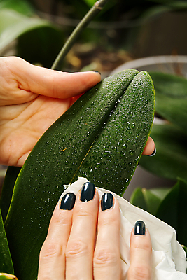 포토 JPG 해외이미지 식물 손 신체부위 물방울 화장지 수분 원예 닦기 식물키우기 해외포토 모션 사람 취미 파일형식 이미지허브